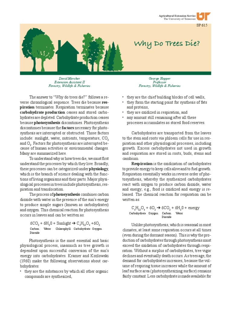 Why Do Trees Die PDF Photosynthesis Trees