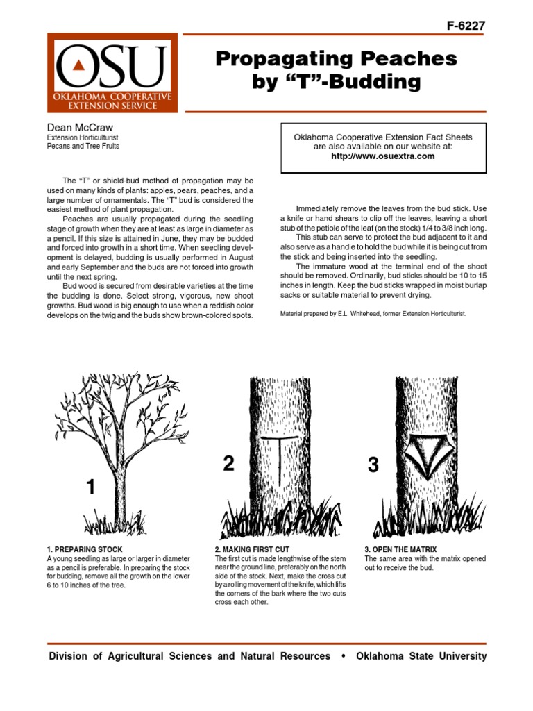 Propagating Peaches | PDF | Trees | Leaf