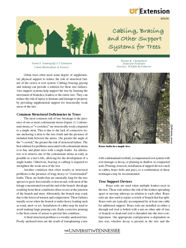 Tree Cabling and Bracing Techniques | PDF | Pruning | Trees