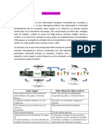 Fiebre Chikungunya