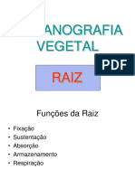 Raiz - 2º Ano GR