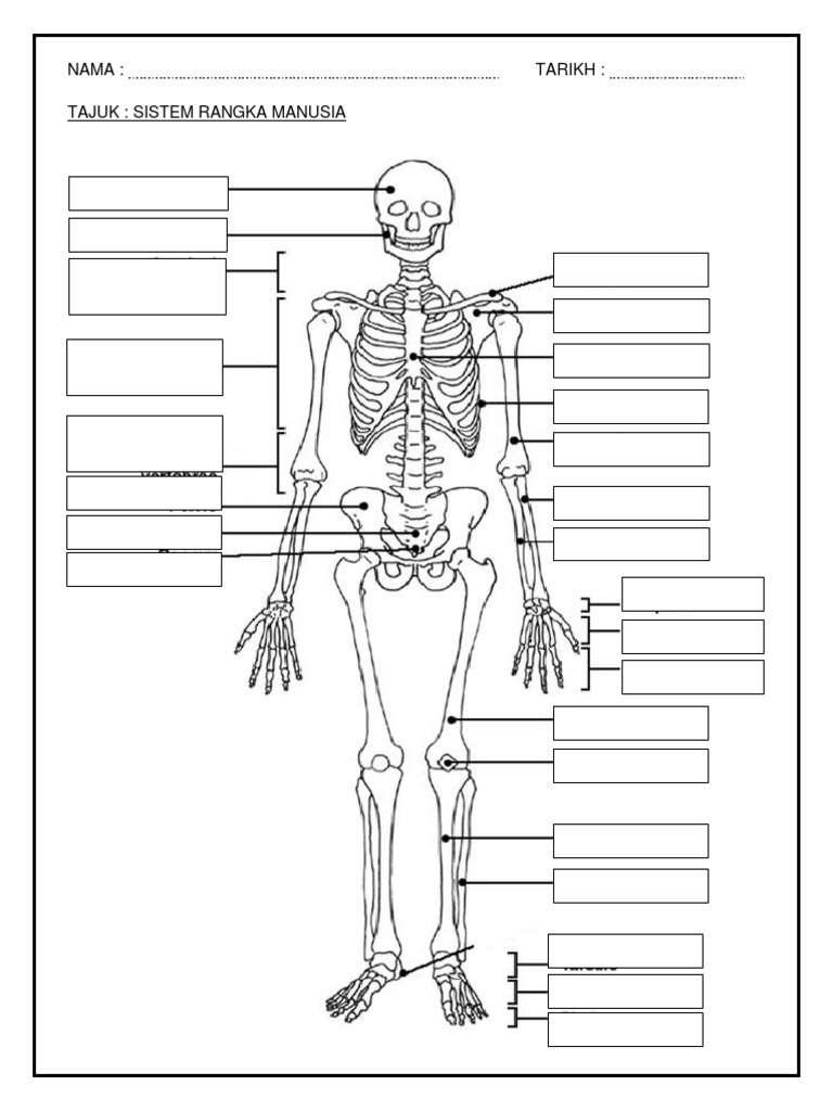 Minggu 3 Latihan  Sistem Rangka Manusia