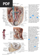 Gerota's Fascia: Anatomy and Imaging Insights | PDF | Kidney | Medical ...