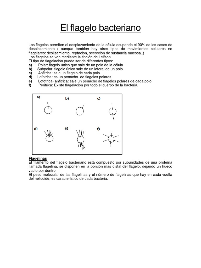 Tipos y Estructura del Flagelo Bacteriano | PDF | Las bacterias ...