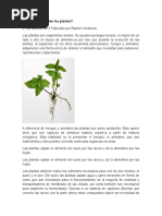 Cómo se alimentan las plantas.docx