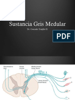 Sustancia Gris Medular