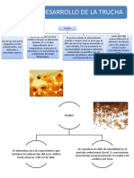 Etapa de Desarrollo de La Trucha