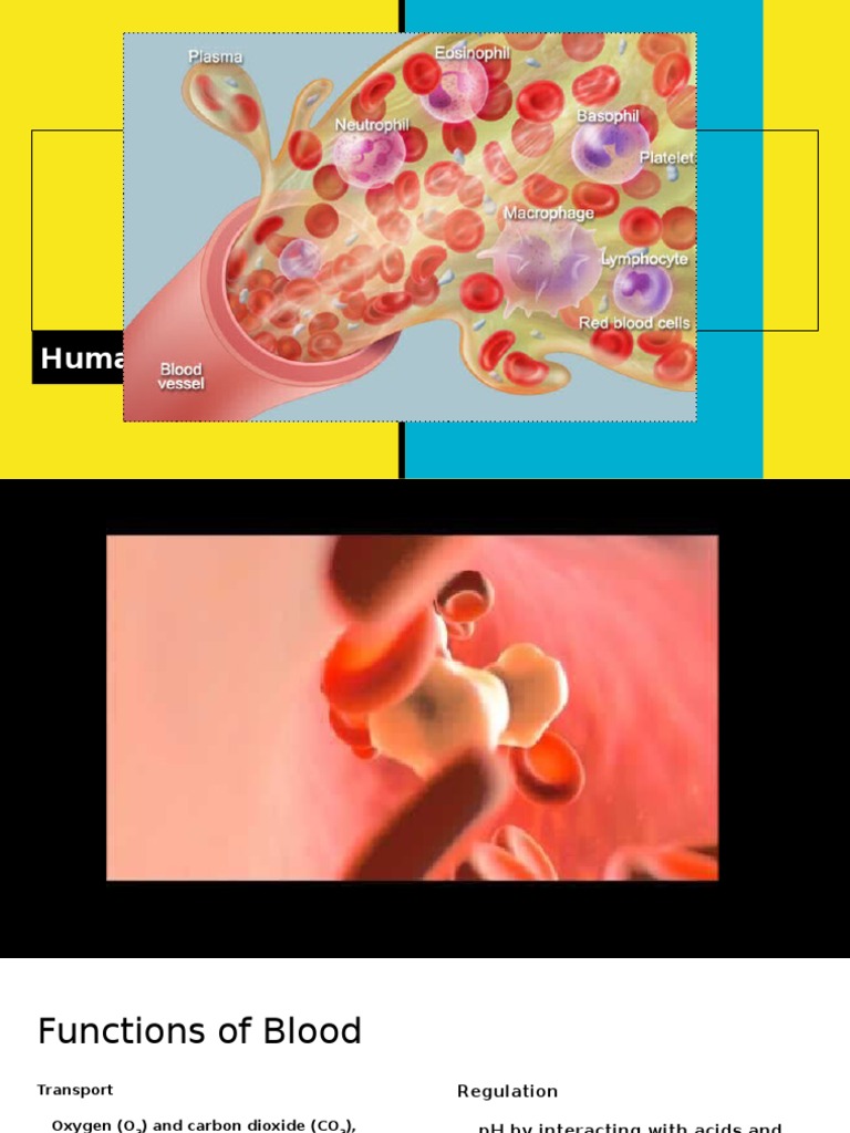 Blood Functions and Components | PDF | Self-Improvement | Science ...