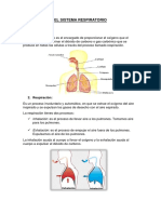 El Sistema Respiratorio