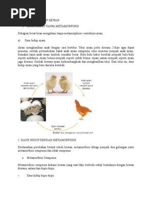 Materi Daur Hidup Hewan Doc