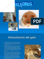 Tif1presen28 Gatos