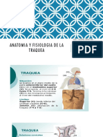 Anatomia y Fisiologia de La Traquea