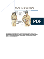 glandulas endocrinas