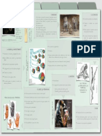 Características Principales de Los Primates