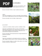 Actividades Económicas de Centroamérica