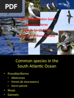 BirdLife Guide To Identifying Seabirds South Africa