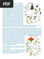 Ciclos de Vida de Las Plantas Gimnospermas y Angiospermas