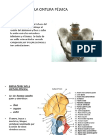 LACOLUMNAVERTEBRAL2aparte.ppt