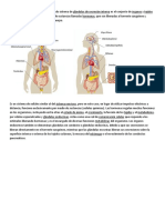 El Sistema Endocrino