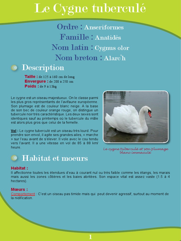 Cygne Tuberculé Fiche Péda Eau Rivières De Bretagne