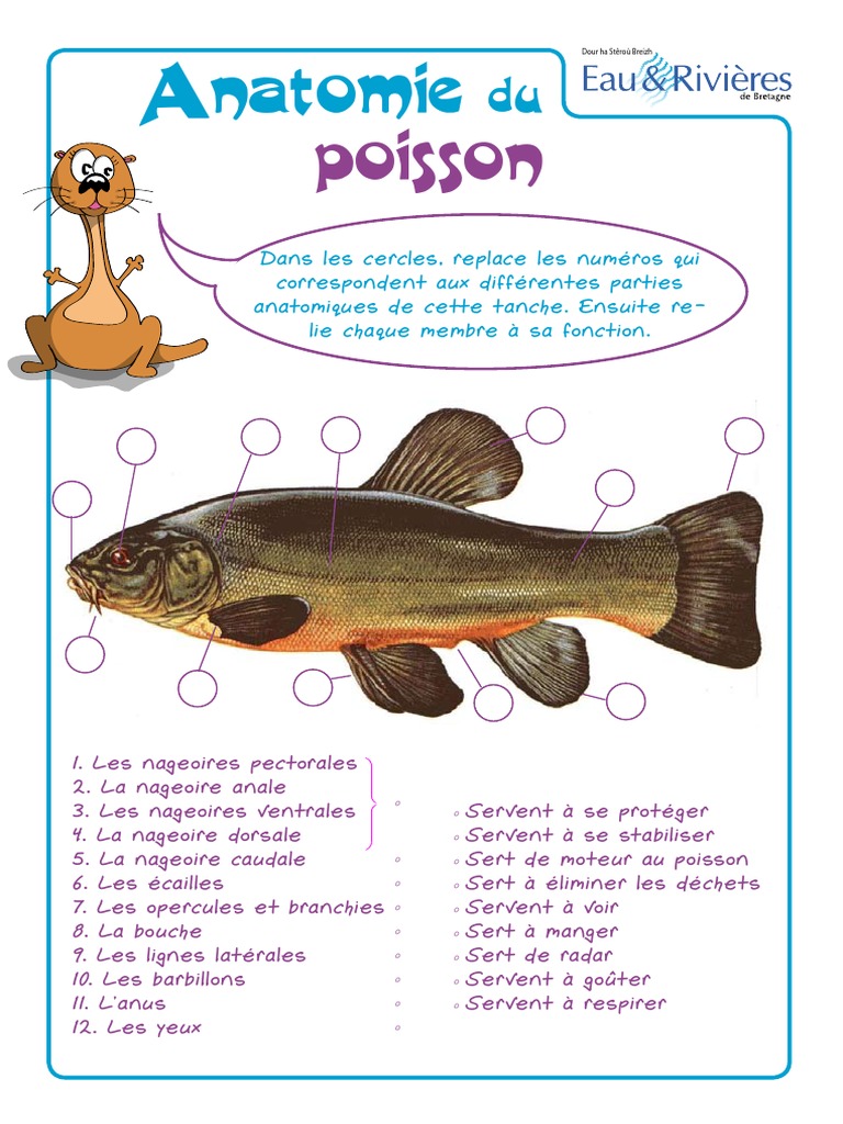 Anatomie des Nageoires du Poisson PDF — free download