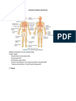 Sistem Gerak Manusia
