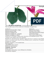 Orchid Tree Benefits 2beingfit