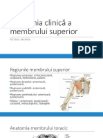 Anatomia Clinica A Membrului Superior Prezentare