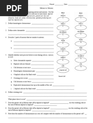 meiosis vs mitosis worksheet