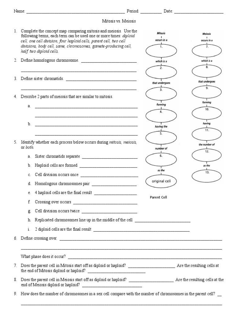 Worksheets Comparing Mitosis And Meiosis Worksheet mitosis vs meiosis worksheet doc ploidy