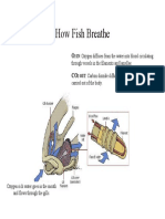 How Fish Breathe