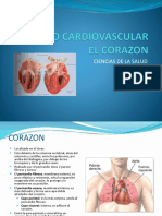 Sistema Cardiovascular Corazón