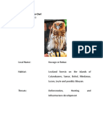 Philippine Eagle-Owl: (Bubo Philippensis)