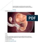 Etapa Fetal