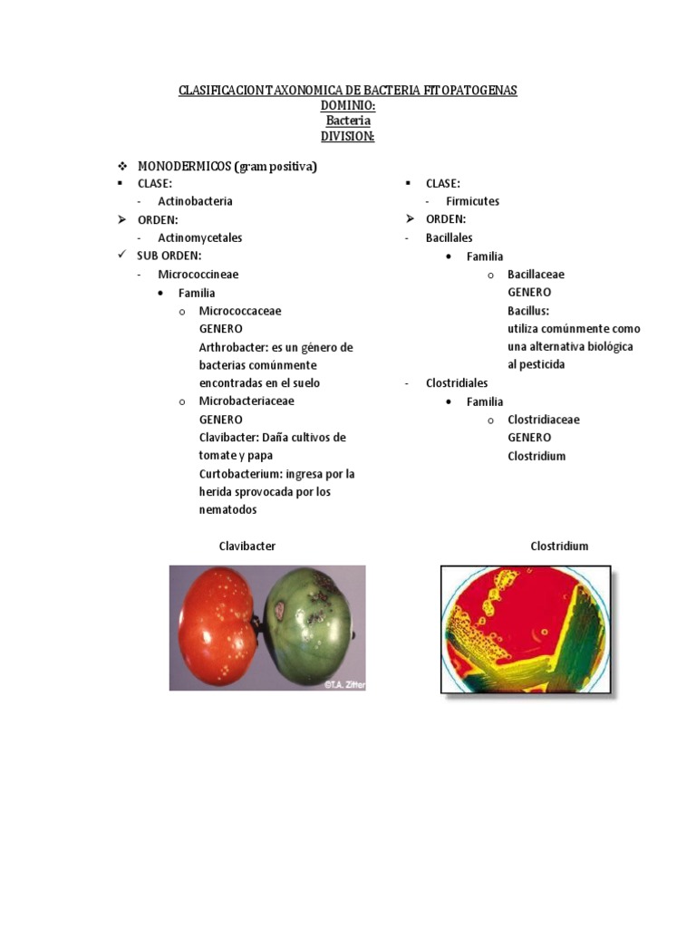Clasificacion Taxonomica de Bacteria Fitopatogenas Las