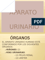APARATO URINARIO1