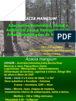 Palestra Acacia Mangium