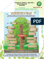 Internacional de Los Bosques Tropicales