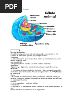 Celula Animal Y Vegetal Partes Y Funciones Docx Citoplasma