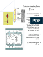 1 זרחון חמצני PDF