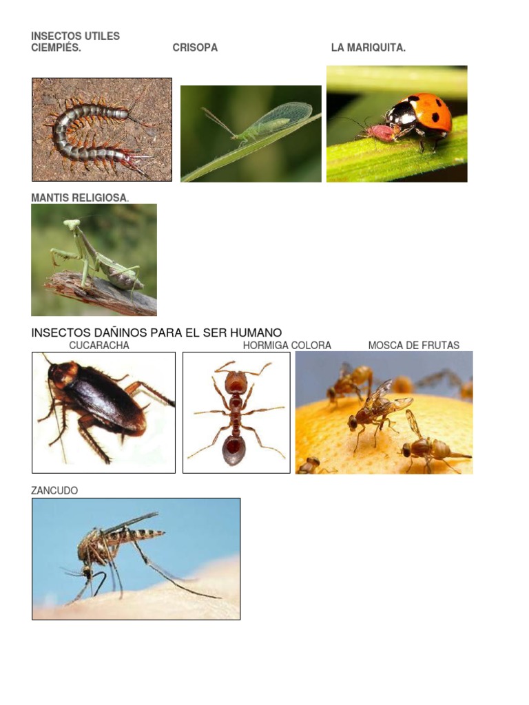 Insectos Utiles | PDF