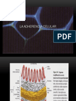 La Adherencia Celular