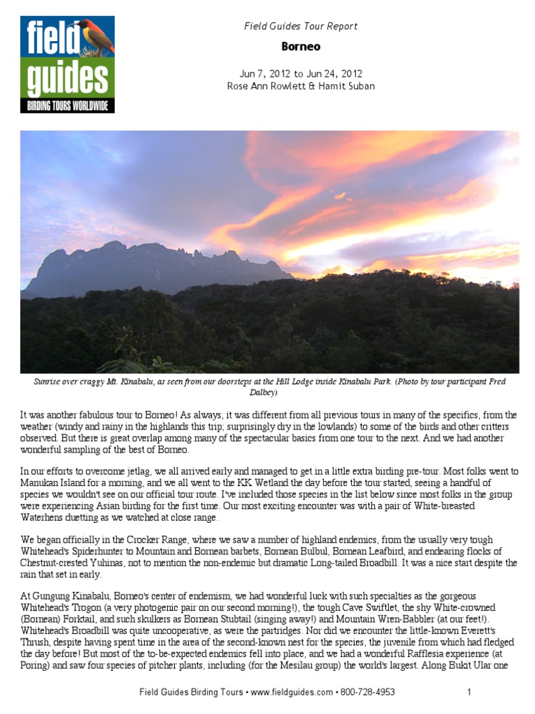 Borneo Field Guides Tour Report PDF Birds Of Eurasia Birds Of Asia