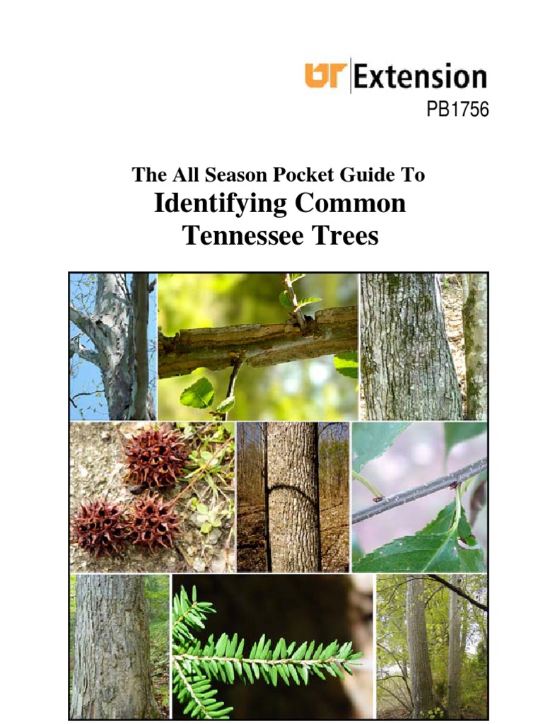 Tree Id Guide PDF Trees Leaf