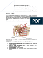 Arterias del Miembro Superior: Axilar, Braquial, Radial y Cubital