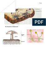 Fungi Structure and Function: Chitin, Hyphae, Mycelium