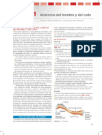 deltoide.pdf