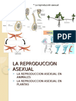 La reproducción asexual en animales y plantas