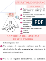 Sistema respiratorio humano: funciones, anatomía y proceso