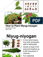 How to Plant Niyug-niyogan.ppt